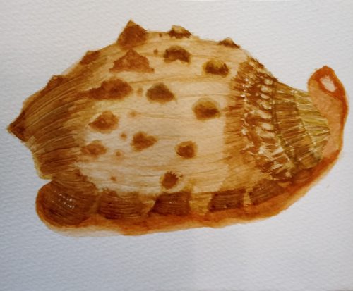 Christine P, shell, watercolour.